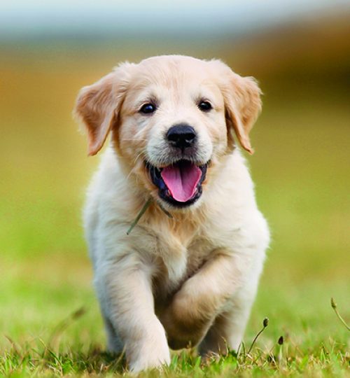 Seven week old golden retriever puppy outdoors on a sunny day.