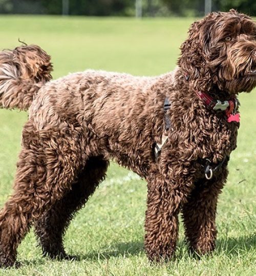 labradoodle-dog-breed