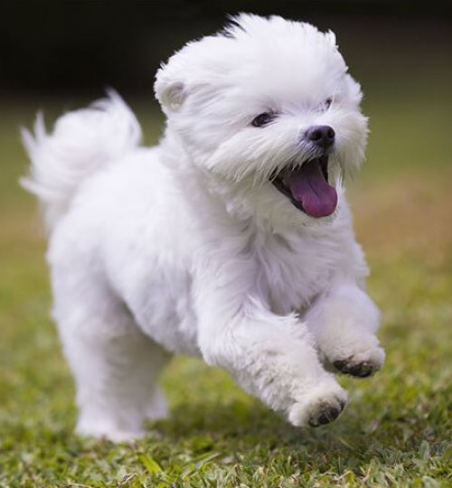 maltezer-puppy-kopen