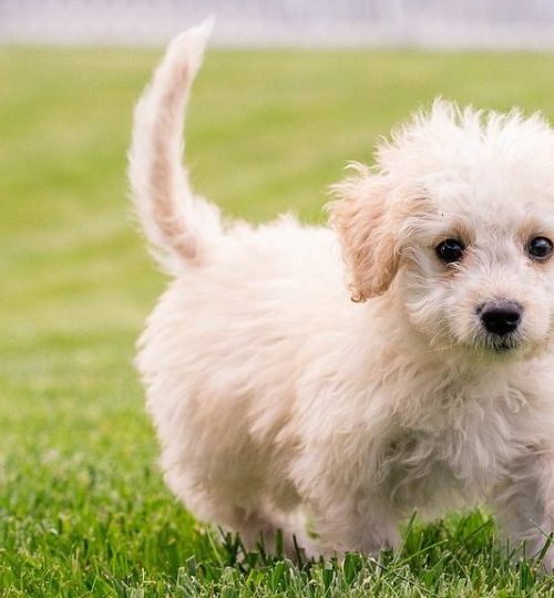 puppy-g763e5558f_1280-1-e1690812993638-1200x540-c-default